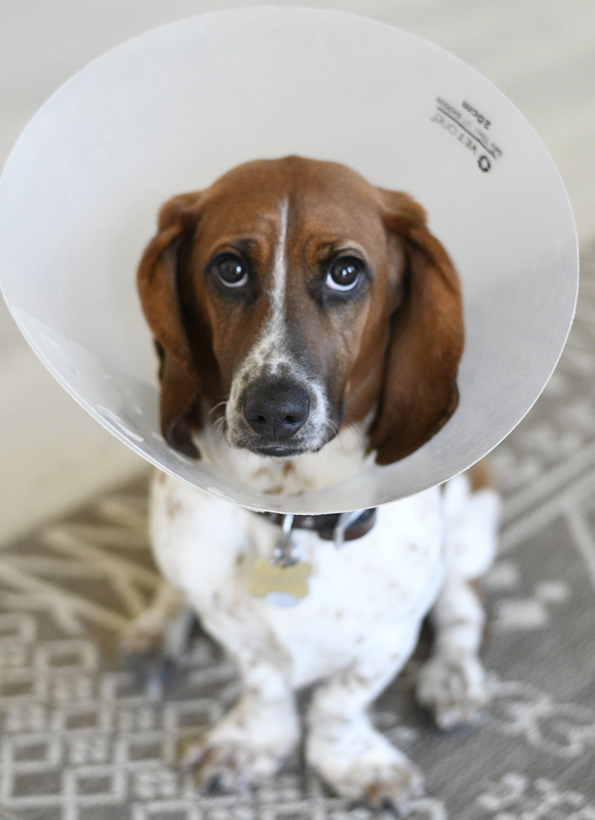 a brown and white dog wearing a cone around its neck