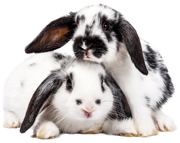 two black and white rabbits are sitting next to each other on a white background .