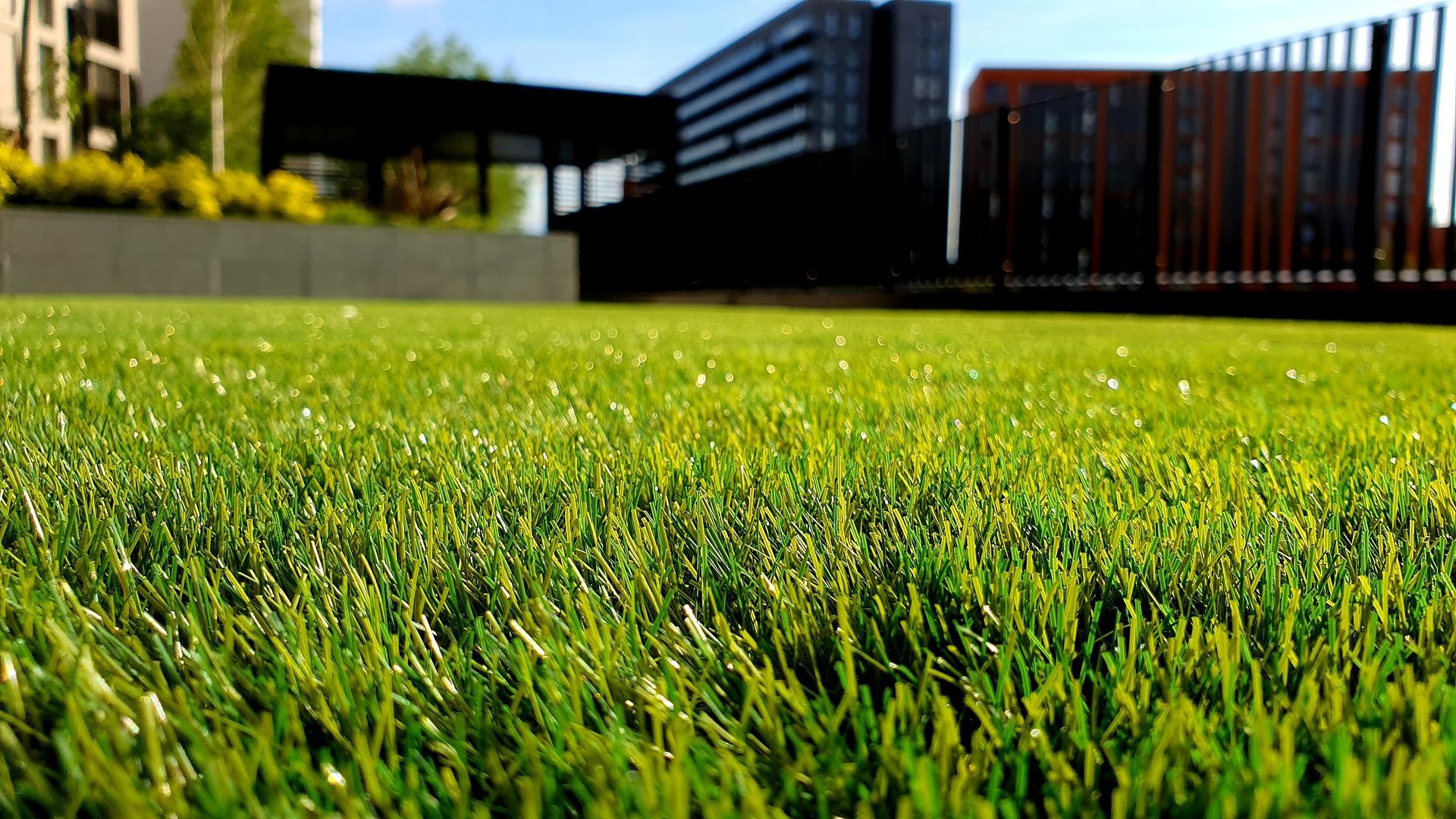 A close up of a lush green lawn with a building in the background.