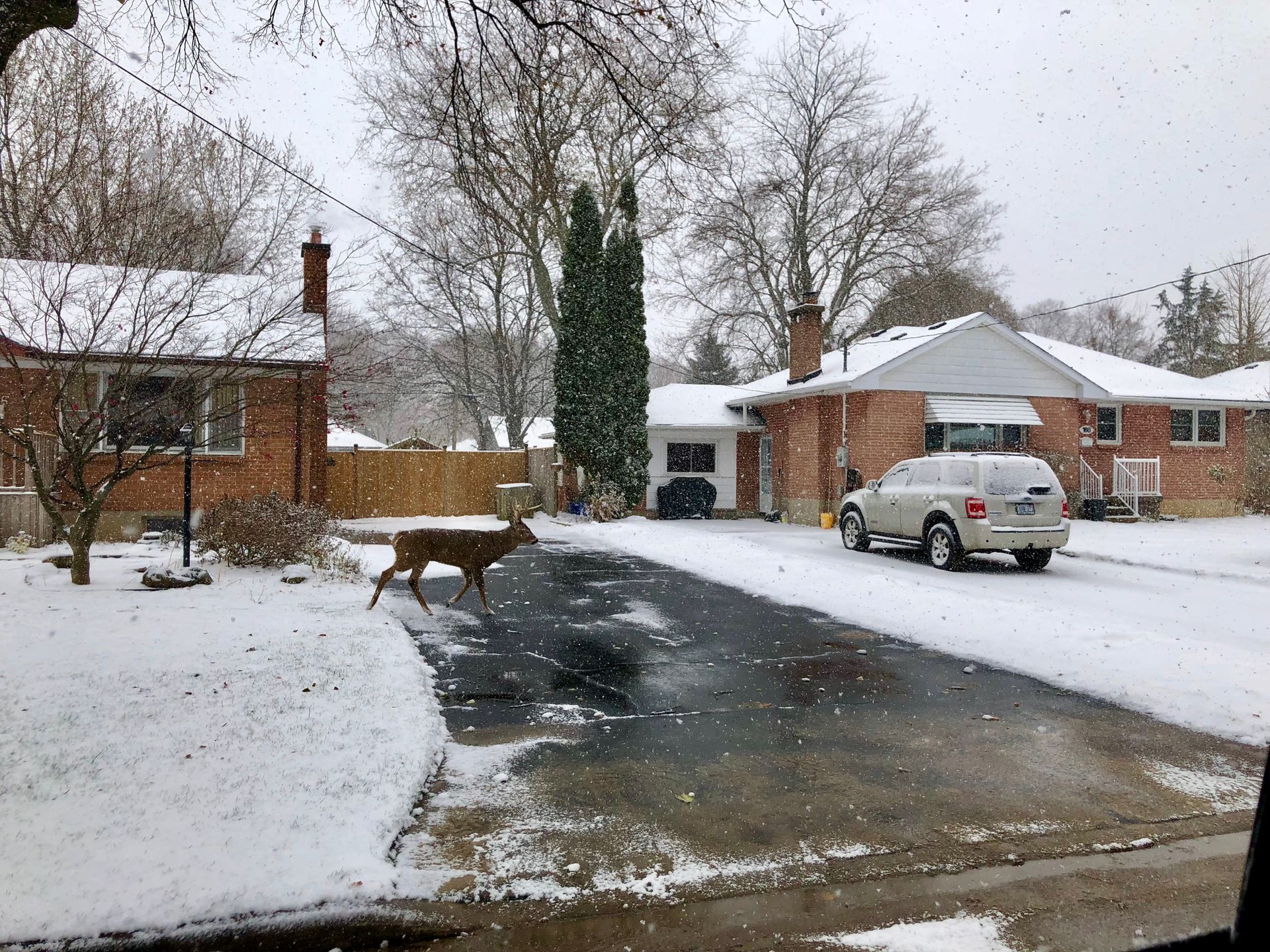 A deer is walking down a snowy street next to a car.