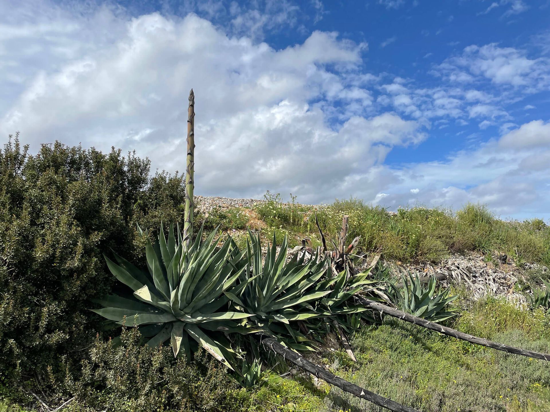 Algarve: Mitten auf einem Feld wächst eine Agave.