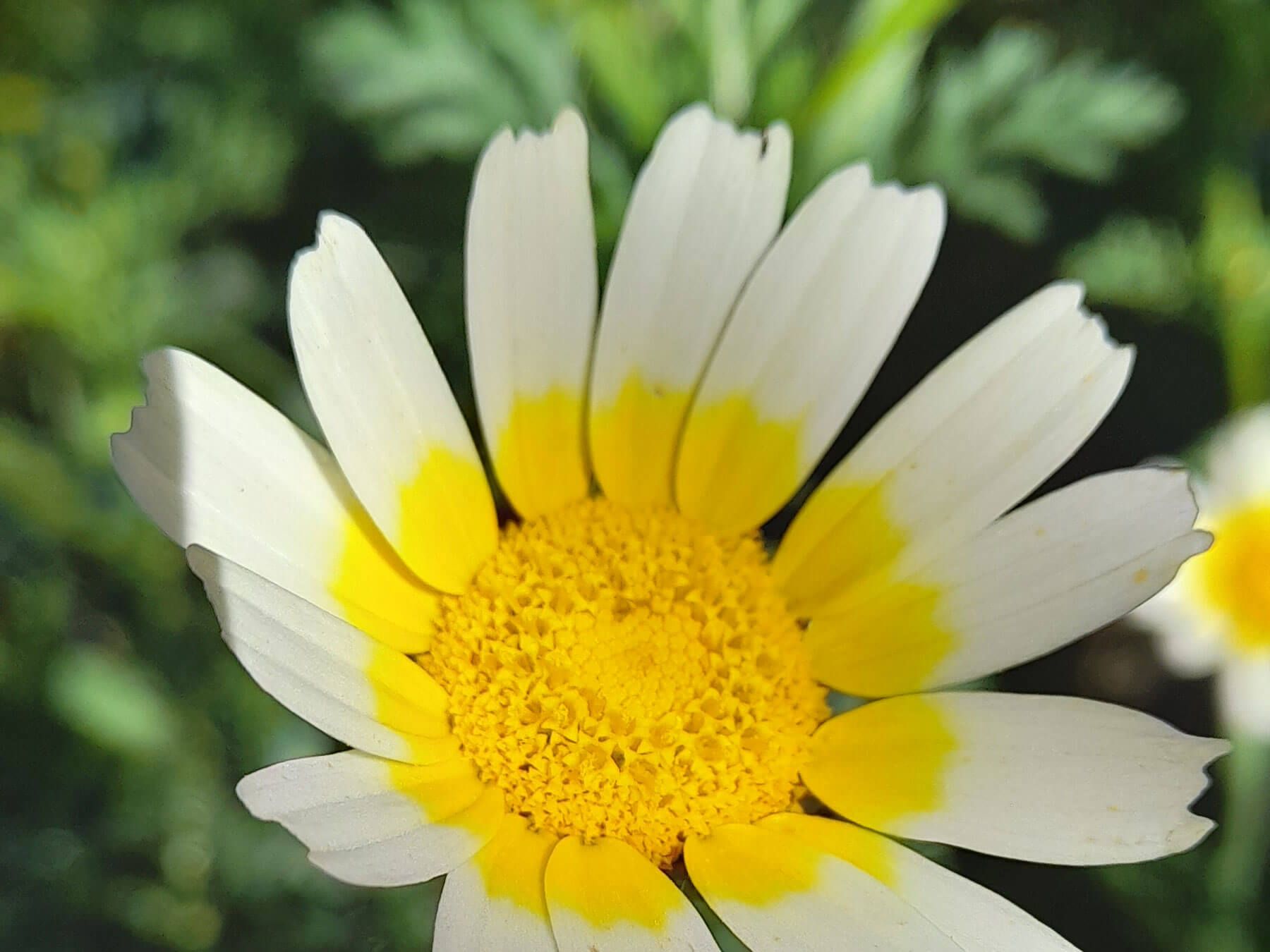 Algarve: eine Nahaufnahme einer weißen Blume mit gelber Mitte