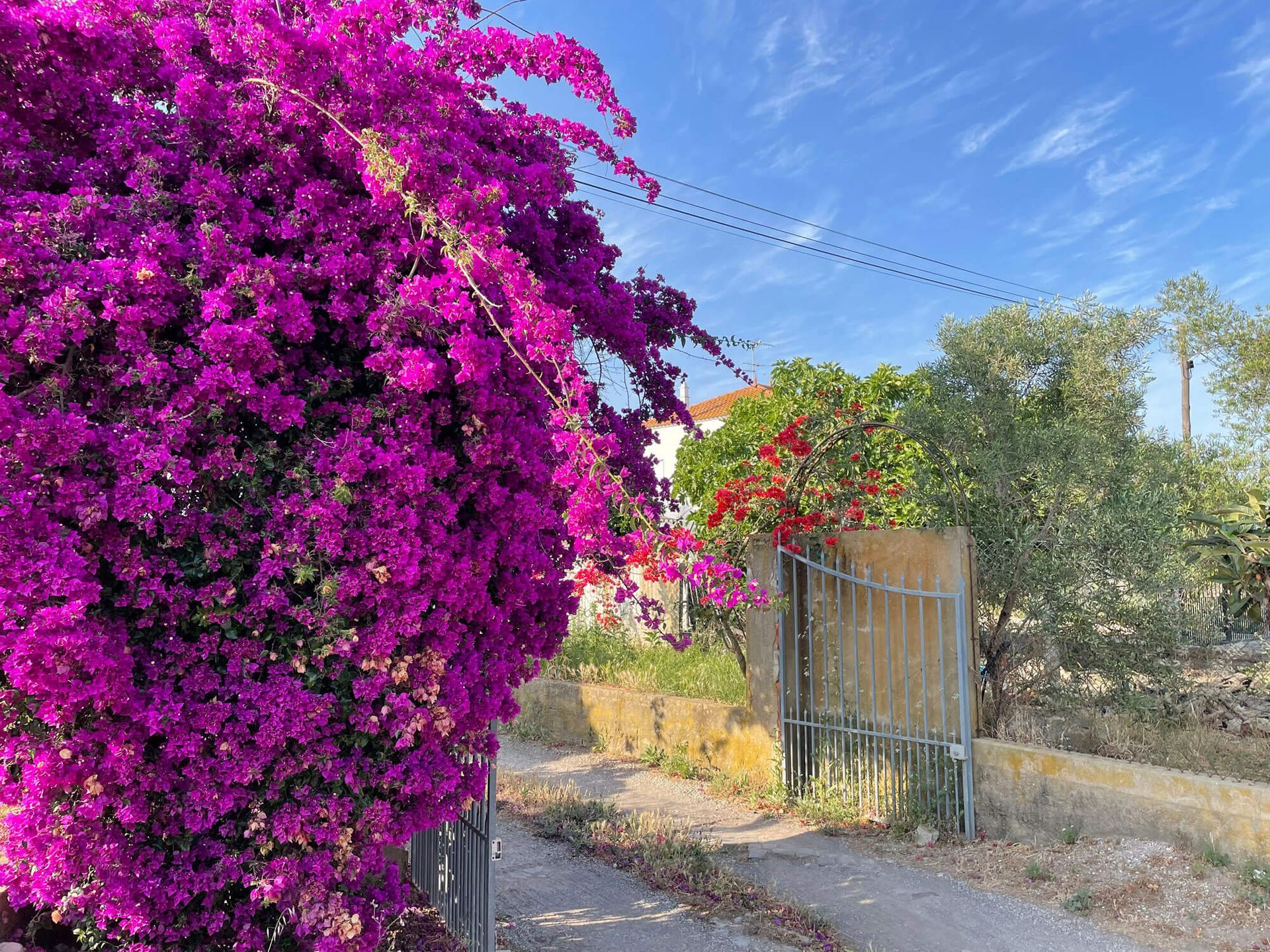 Algarve: Ein Busch mit violetten Blüten, der am Straßenrand wächst.