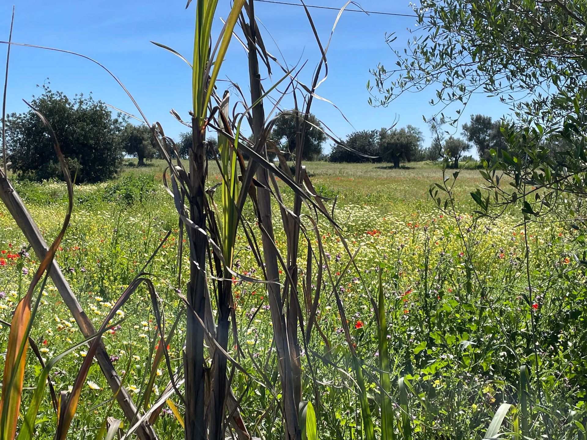 Ein Feld mit hohem Gras und Bäumen im Hintergrund, Frühlingwiese an der Algarve