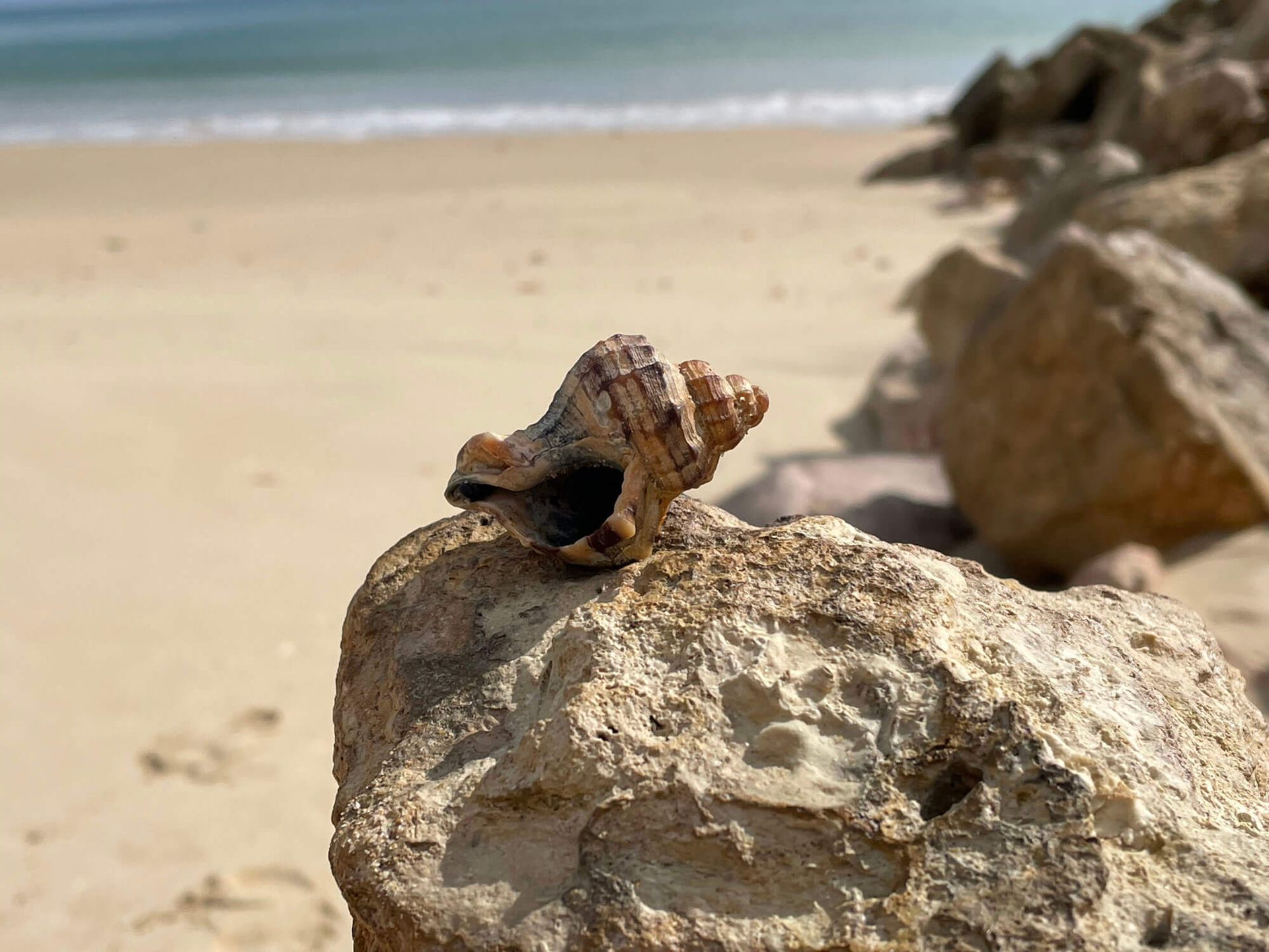 Algarve: Eine Muschel liegt auf einem Felsen an einem Strand.