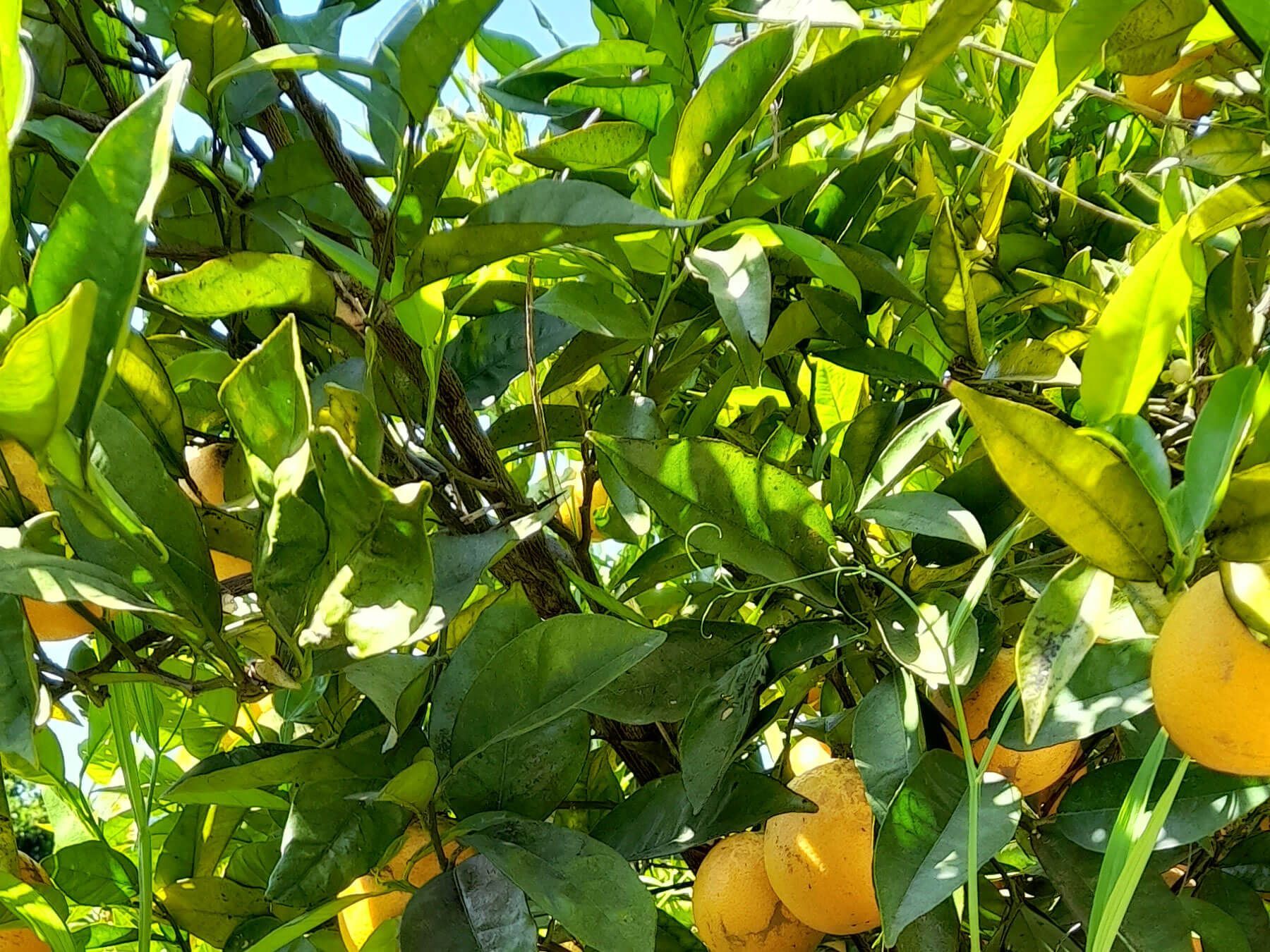  Algarve: Orangen hängen an einem Baum.