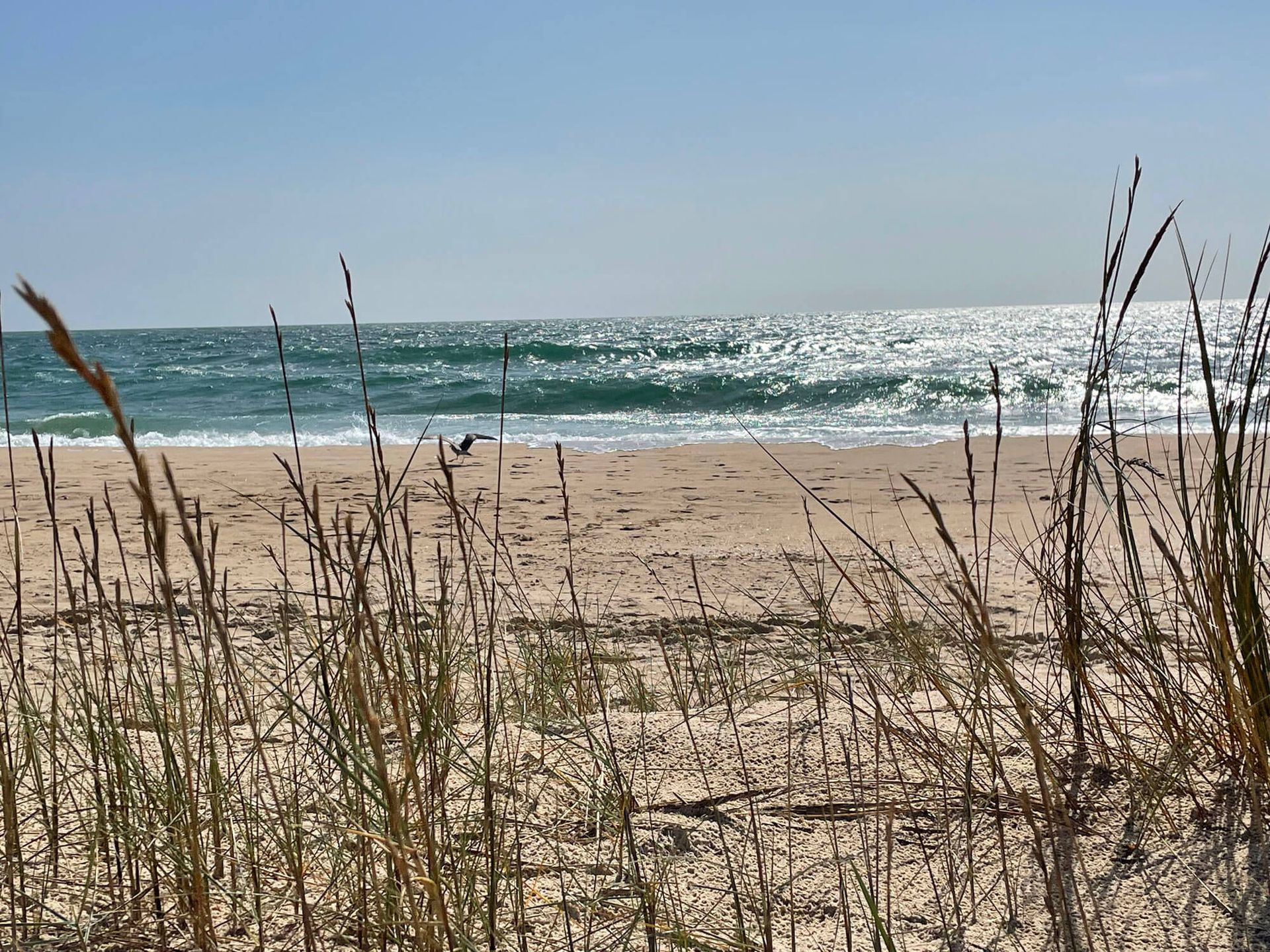 Ein Strand mit hohem Gras im Vordergrund und dem Meer im Hintergrund, Algarve