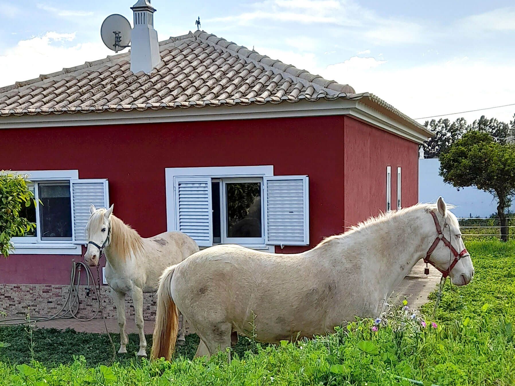 Algarve: Zwei Pferde stehen vor einem roten Haus.