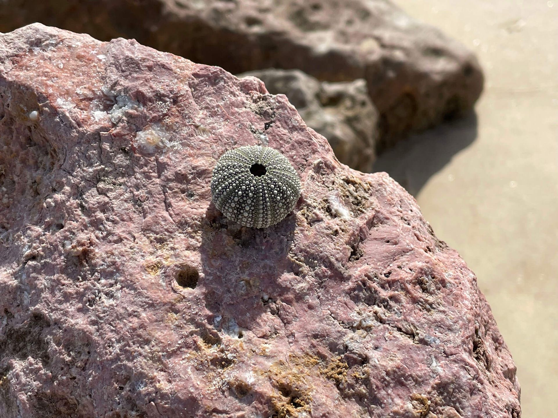 Ein Seeigel sitzt auf einem Felsen am Strand an der Algarve.