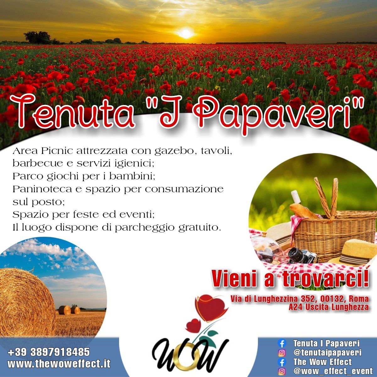 sala festa i papaveri