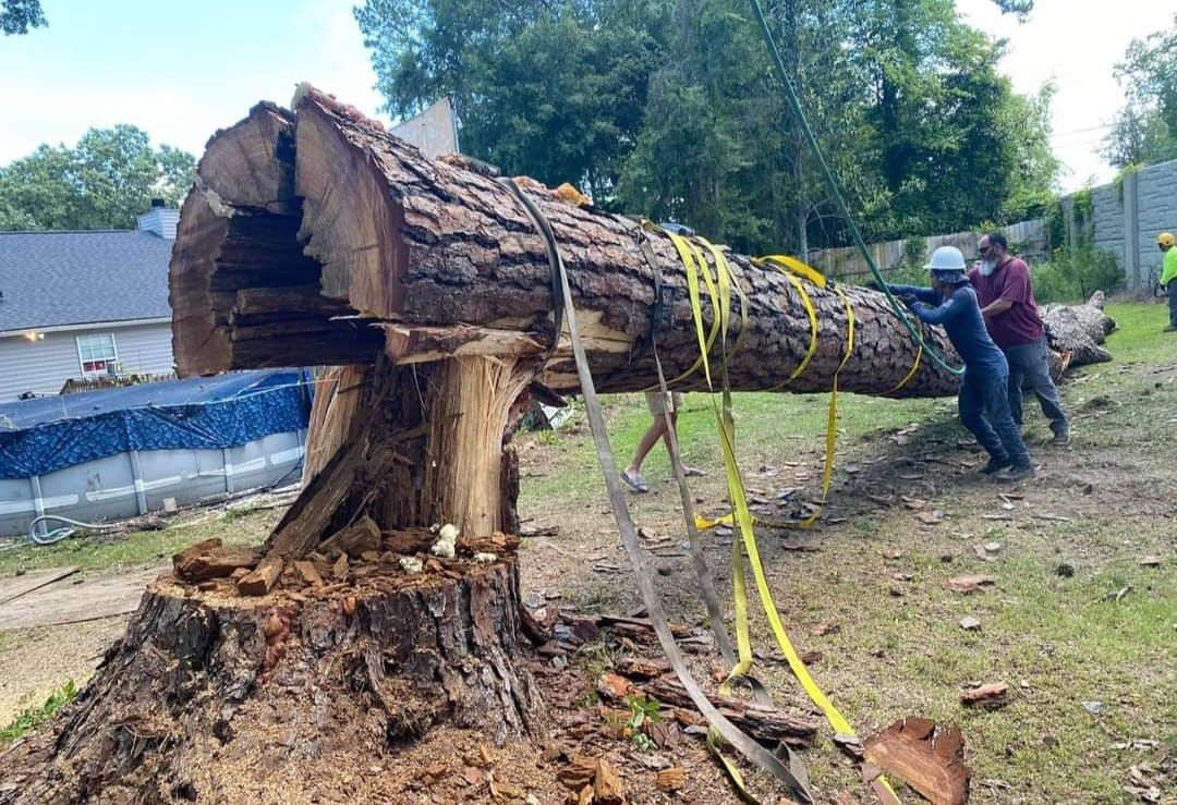 Workers maneuvering a large tree trunk. Yellow straps secure the log. A pool and foliage are in the background.