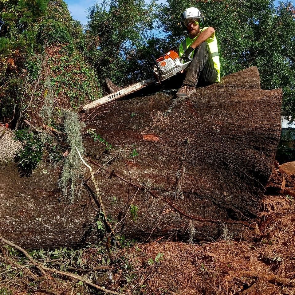 Arborist using a chainsaw on a large fallen tree trunk, wearing a helmet and safety vest outdoors.