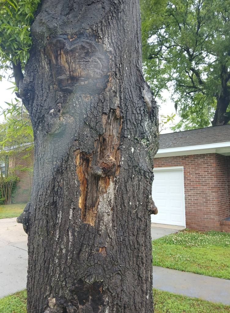 Tree trunk with damaged bark, likely weathering. A house in the background.