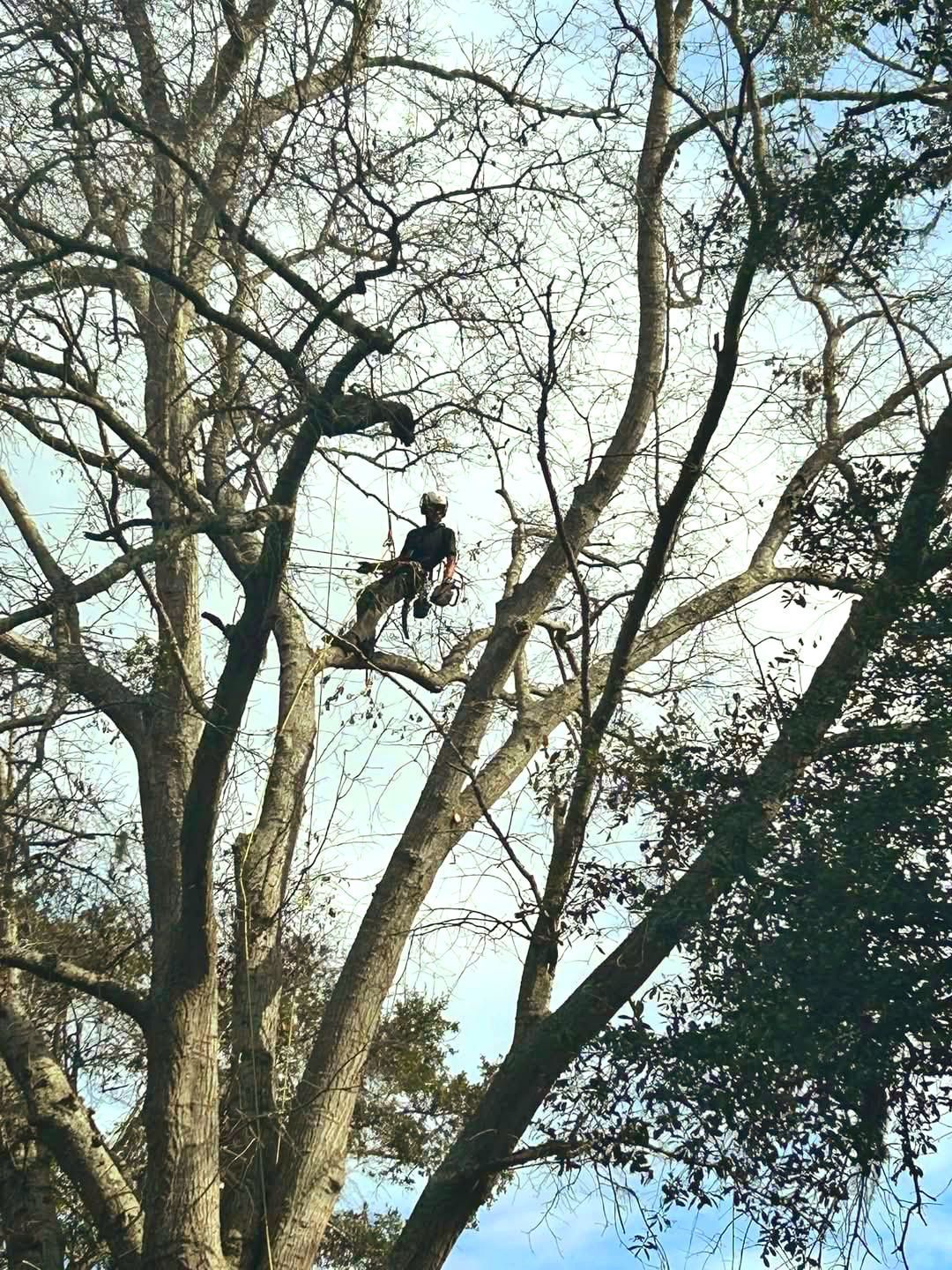 Person trimming a large tree, secured by ropes. Blue sky visible.