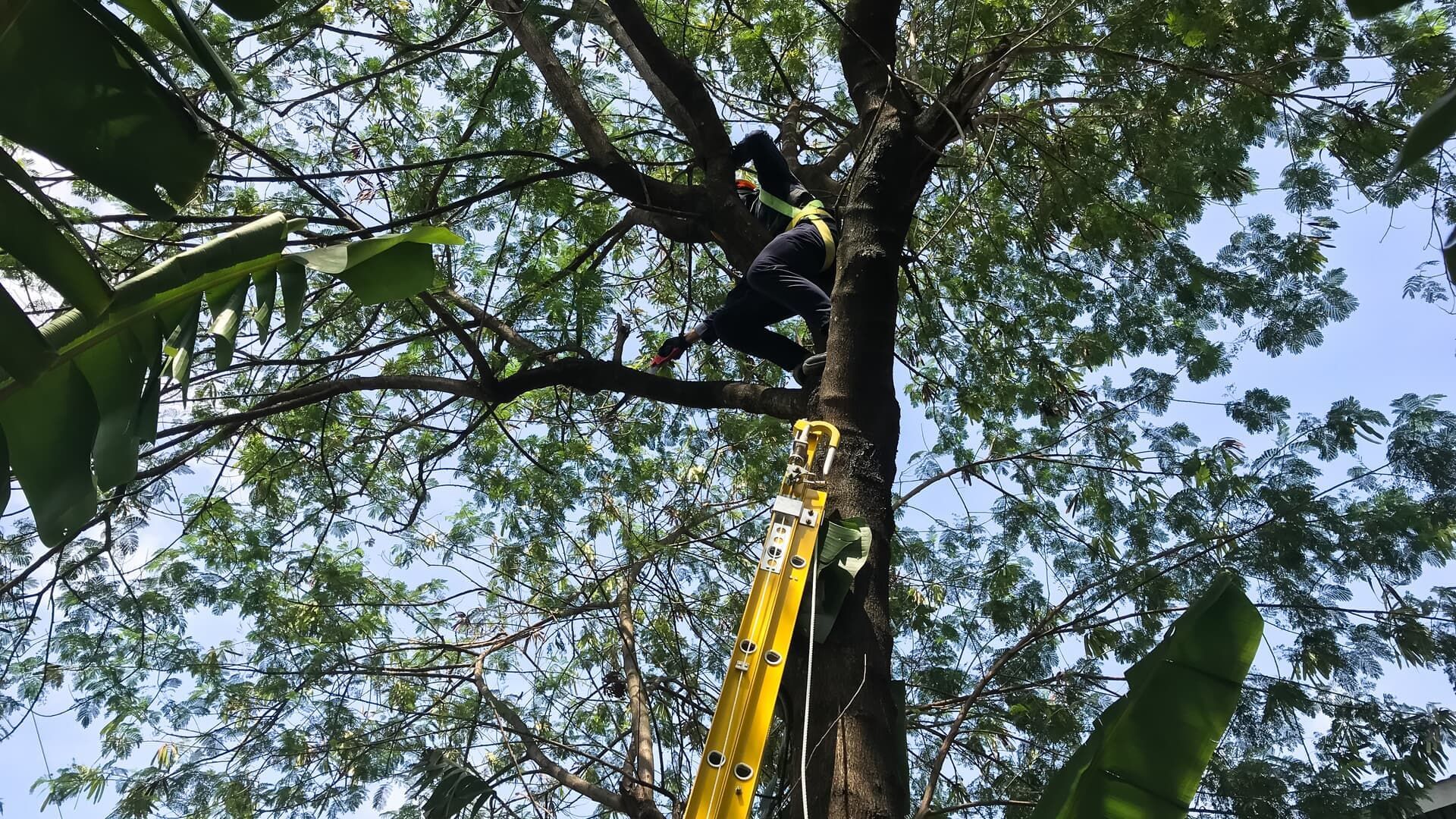 Person climbing a tall tree, using a ladder. Sunny, outdoors, green leaves.