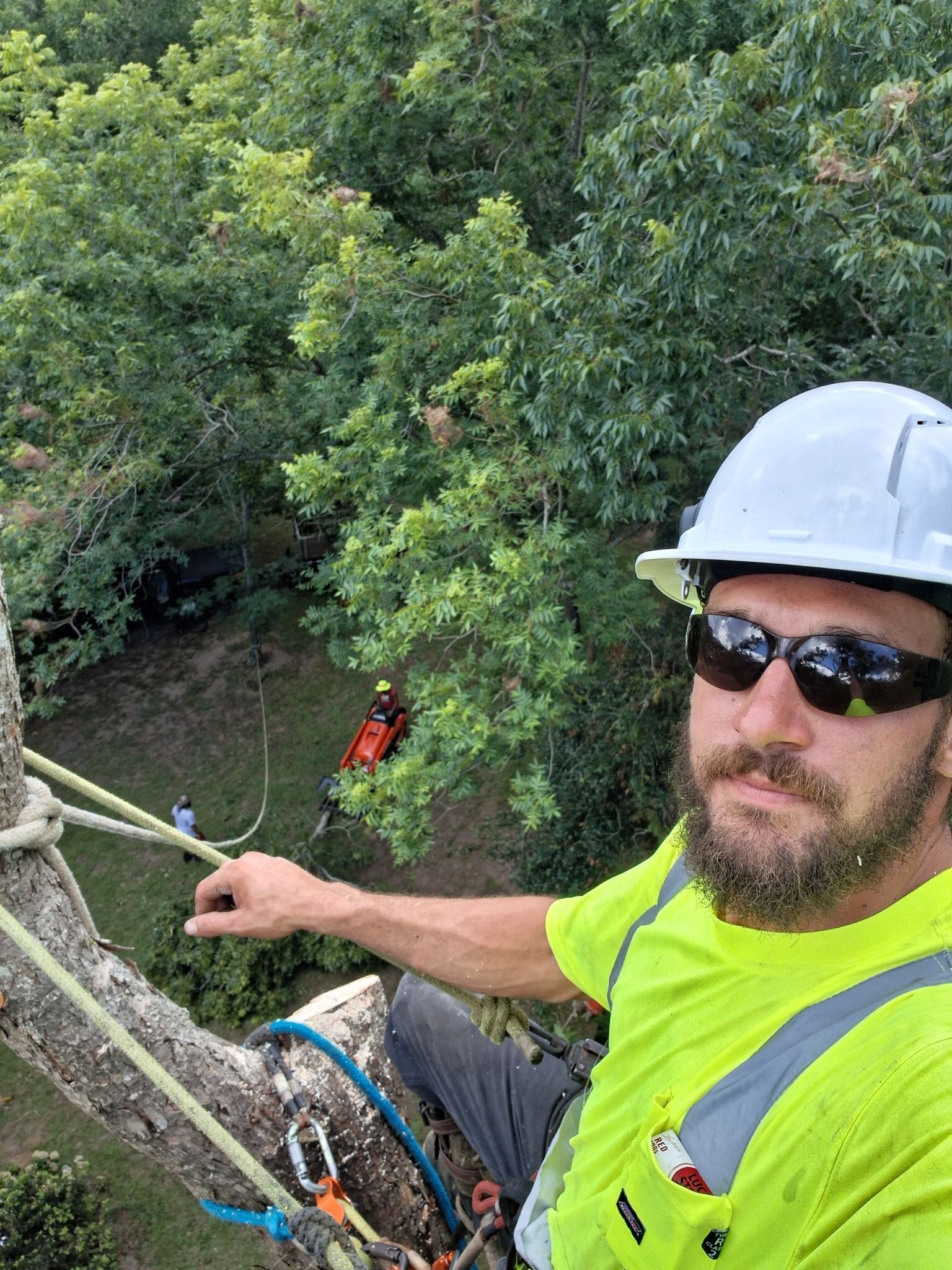 Arborist in a tree, wearing a hard hat and sunglasses, with a spotter on the ground.