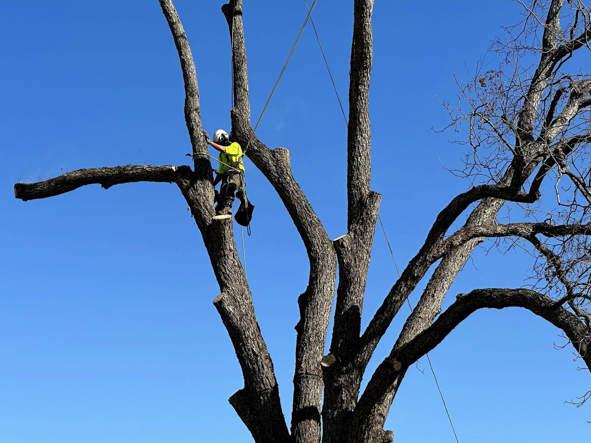 Arborist trimming tree branches against a clear blue sky.