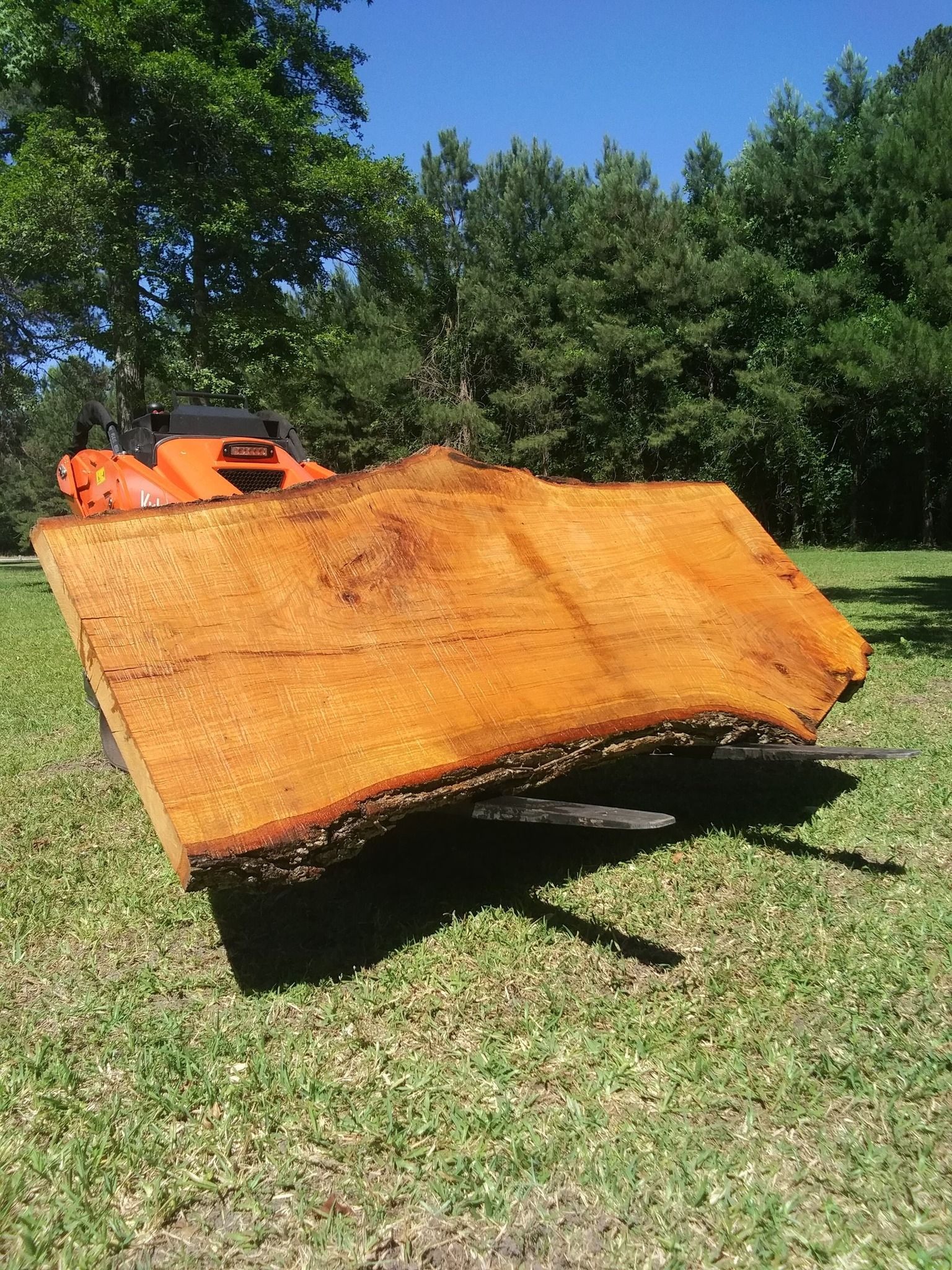 Large, freshly-cut wooden slab on grass with a chain saw in the background, under a bright blue sky.