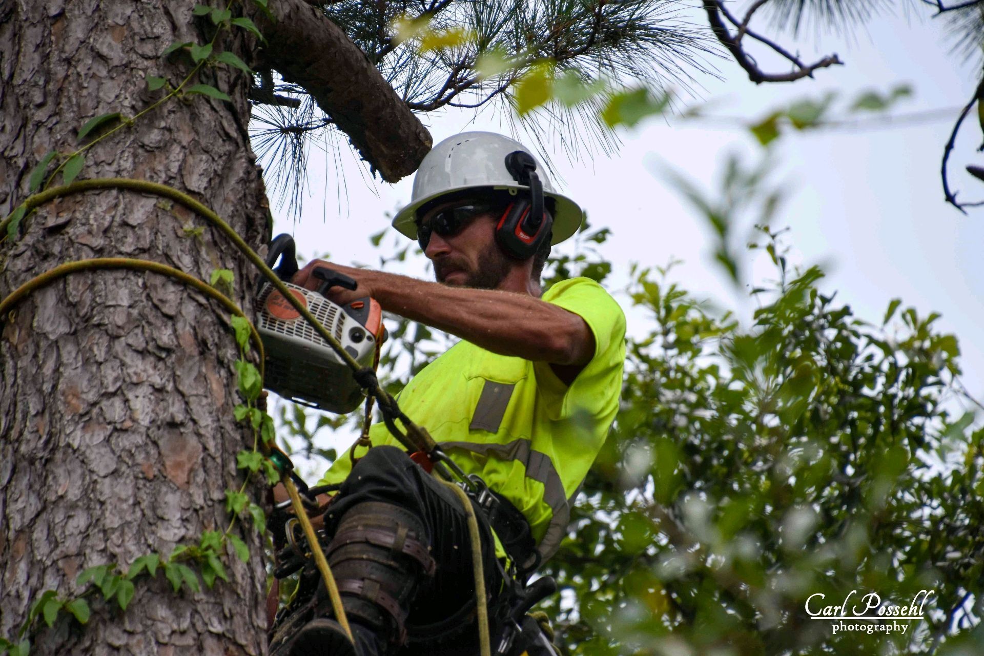 Arborist in safety gear uses a chainsaw on a tree branch, working outdoors.