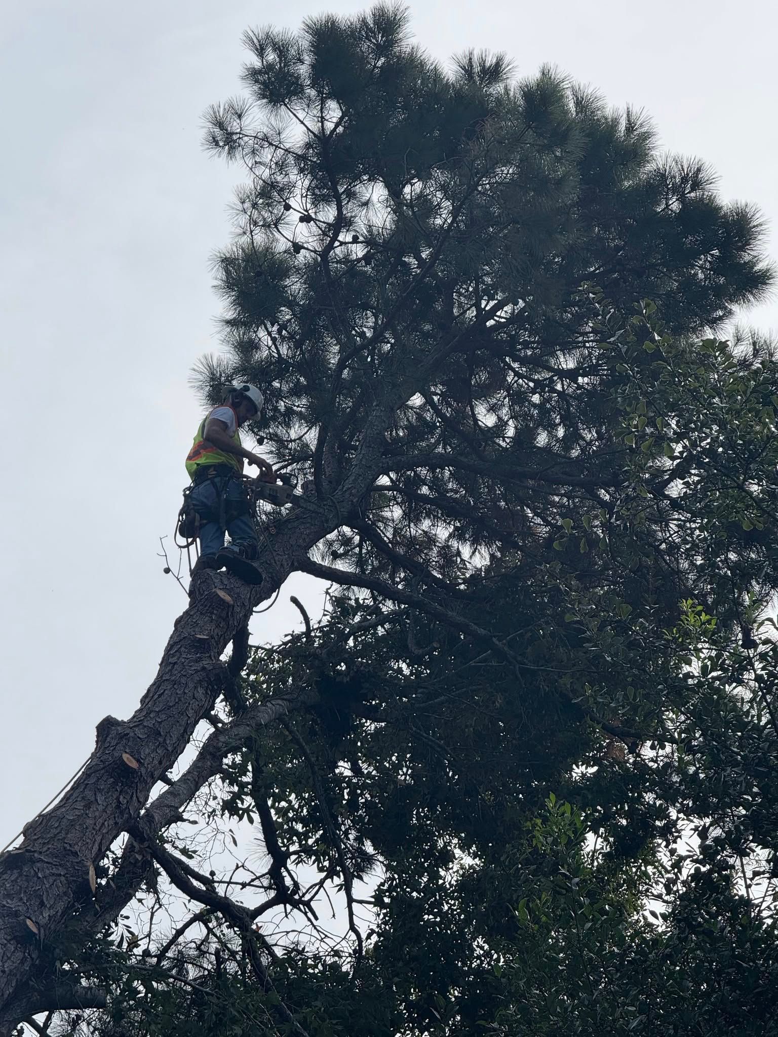 Arborist in tree, cutting branches with a chainsaw. Cloudy sky in the background.