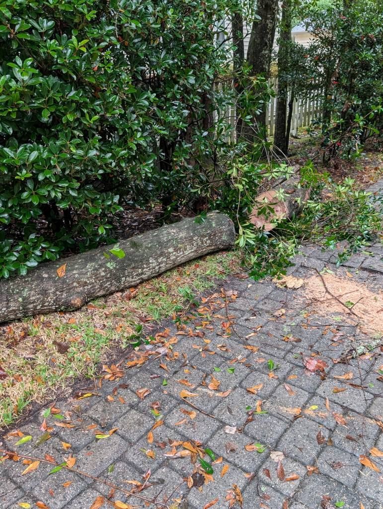 Fallen tree blocking a paved path. Green foliage surrounds the tree; leaves scattered on the ground.