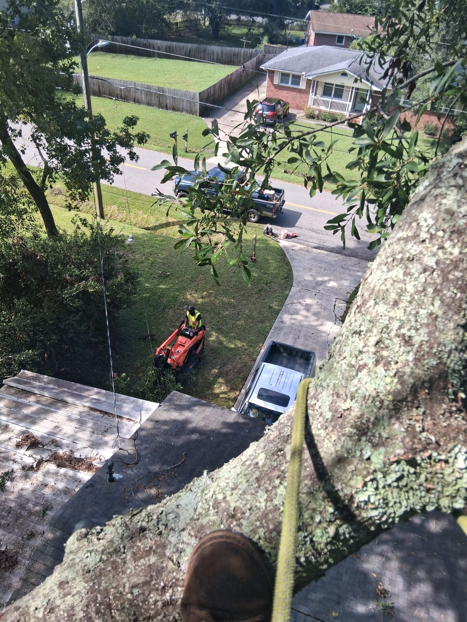 Tree climber working, seen from above, with ground crew, neighborhood setting.