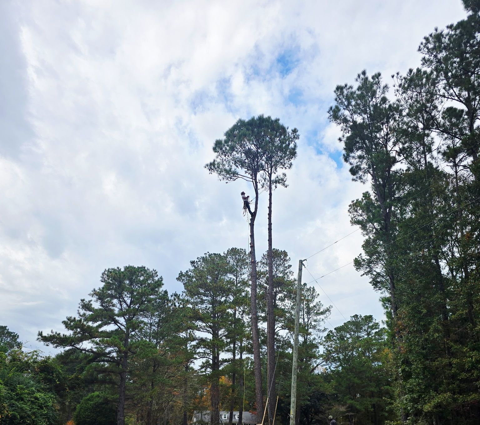 Arborist trimming a tall tree under a partly cloudy sky.