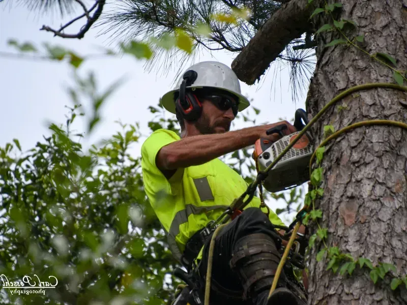 Arborist in a tree, using a chainsaw. Wearing safety gear, high visibility vest.