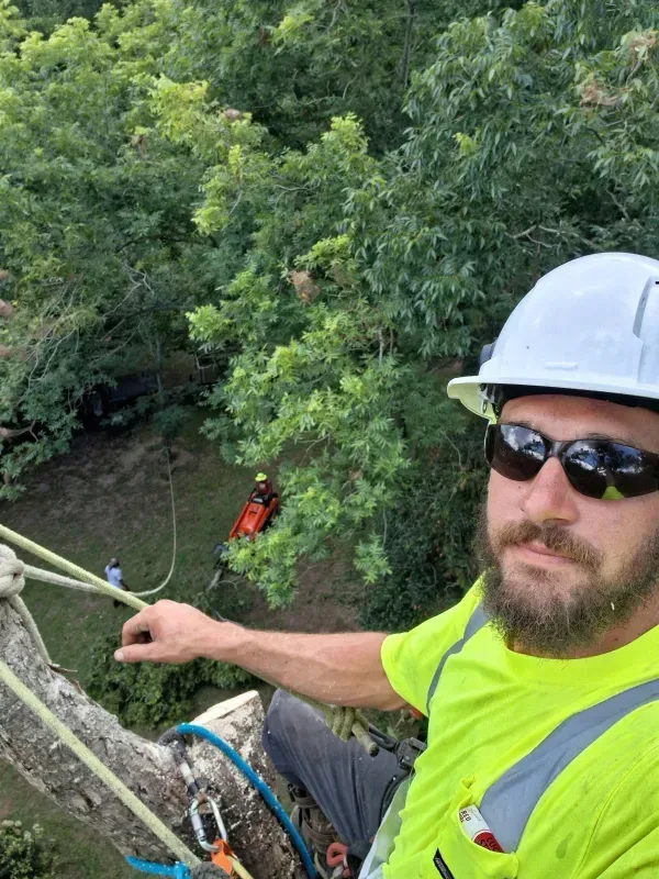 Arborist in a tree wearing safety gear, taking a selfie. Another worker and equipment seen below. Green leaves and sunlight.