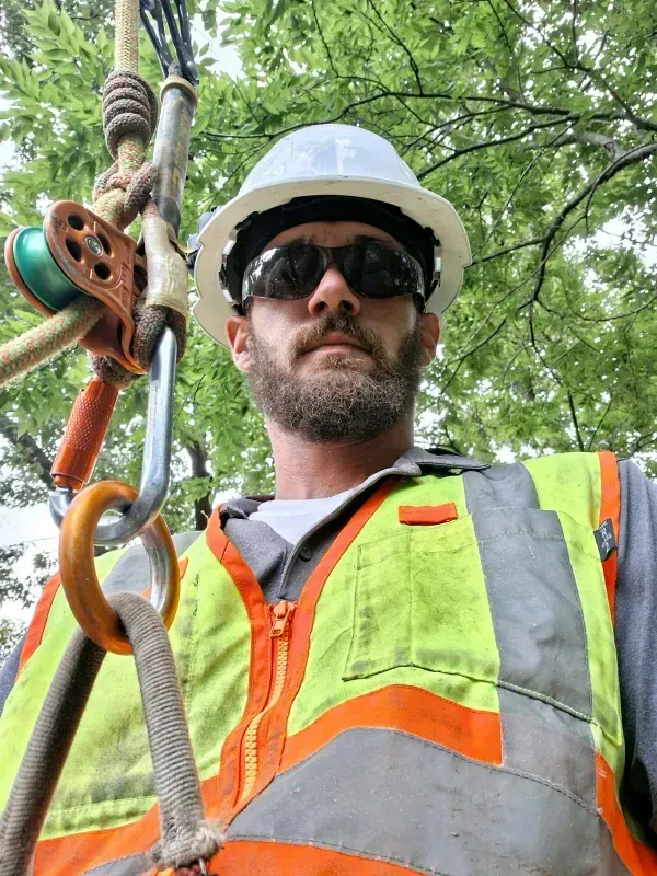 Arborist in a hard hat and safety vest, working in a tree. Includes climbing gear and pulley.