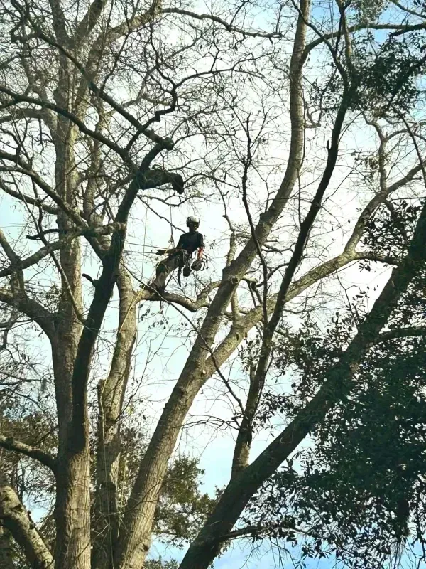 Arborist in safety gear, pruning branches of a tall tree against a cloudy sky.