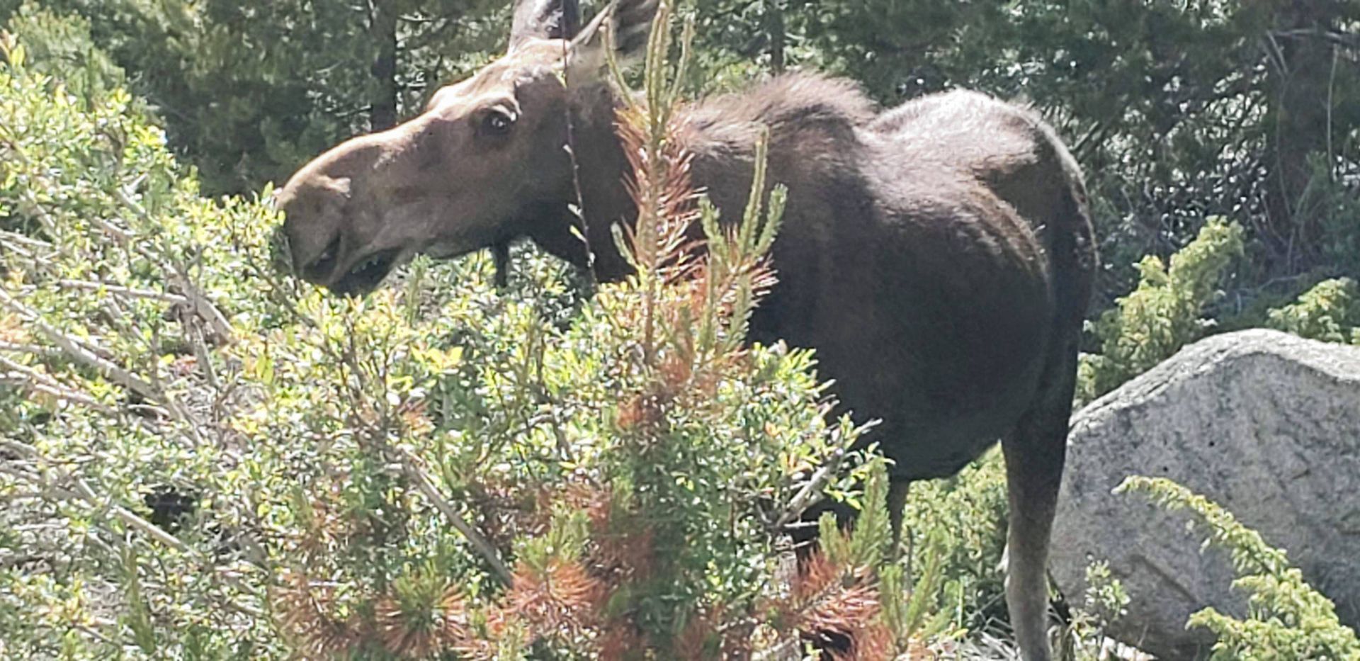 Cambridge Sales  Colorado Moose 