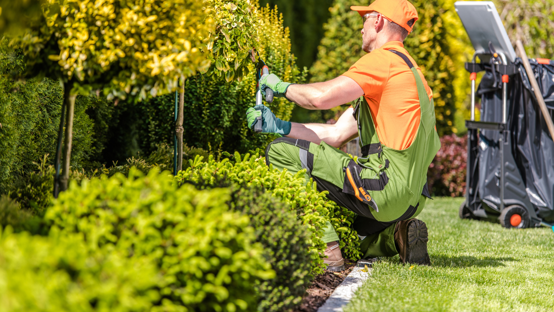 Gardener in orange and green trimming bushes, kneeling on grass.