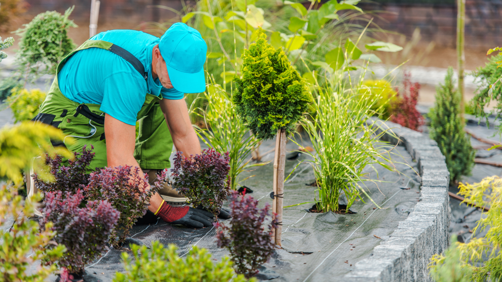 Gardener in green overalls and cap tending to plants in a landscaped garden with stone edging.