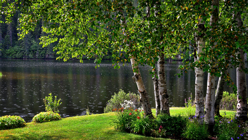 Birch trees line a lake, with green grass and bushes in the foreground under a bright sky.