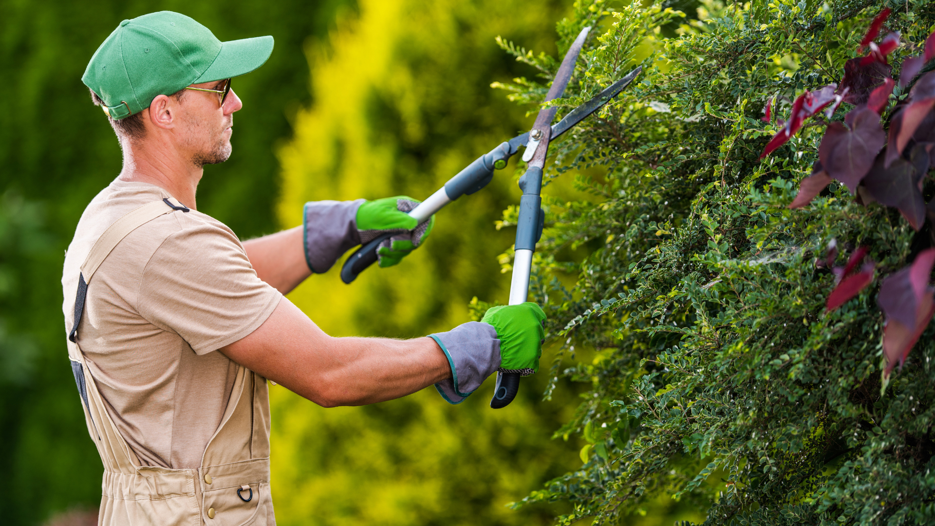 Man wearing green hat and gloves pruning a hedge with large shears.