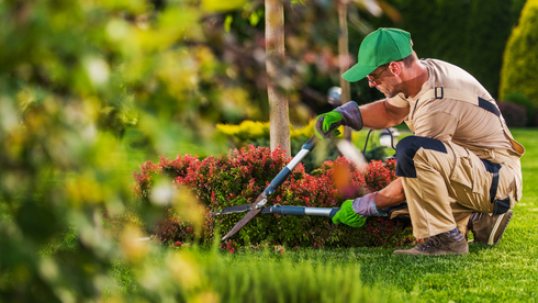 Gardener in green cap and gloves pruning a bush with shears in a green garden.