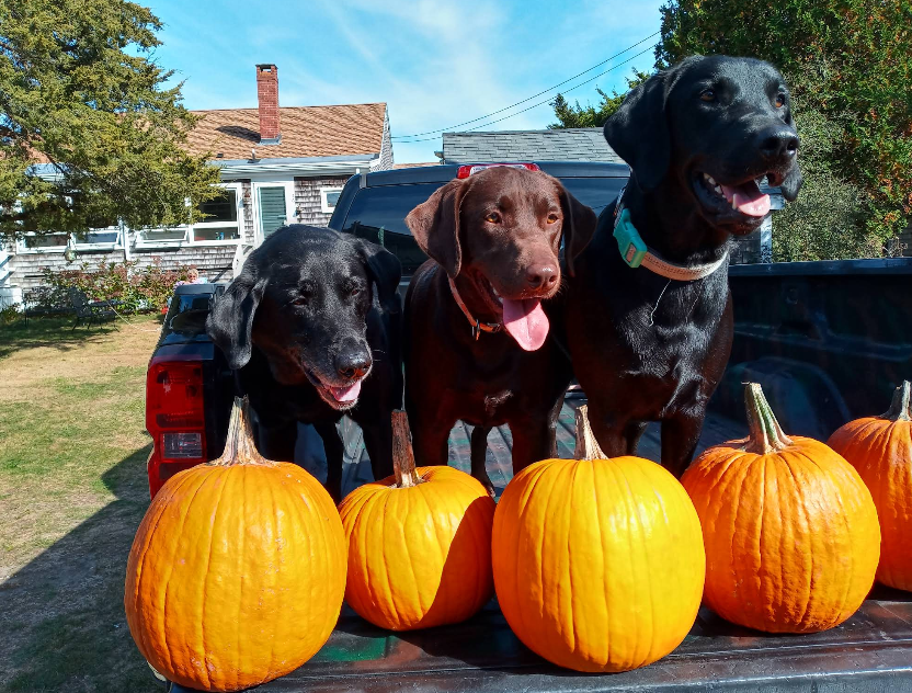 Three dogs in a pickup truck bed with pumpkins; two black, one brown, all smiling.