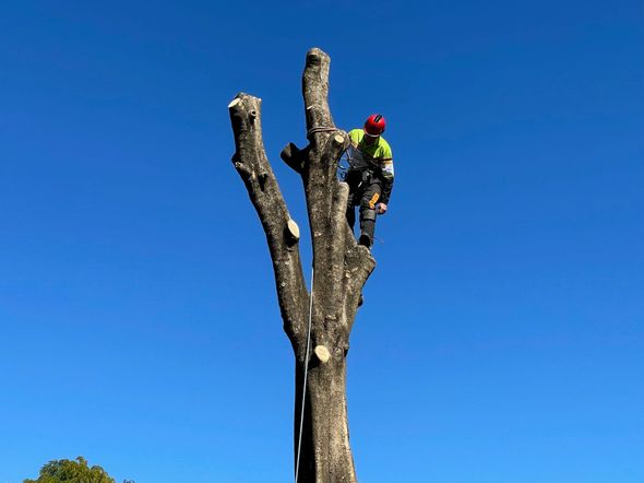 tree removal sydney