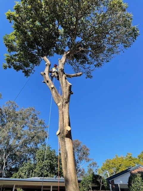 tree services sydney
