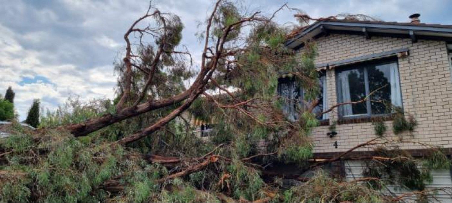 emergency tree removal sydney