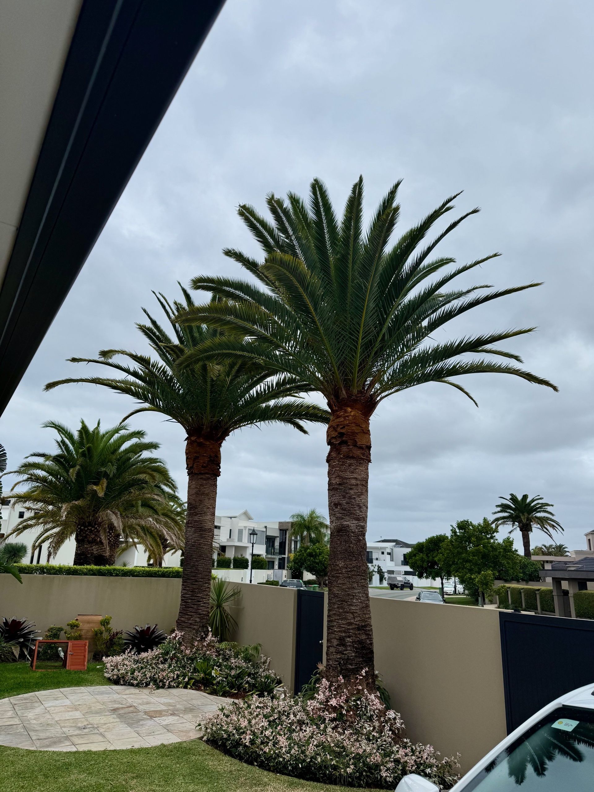 palm tree removal auburn