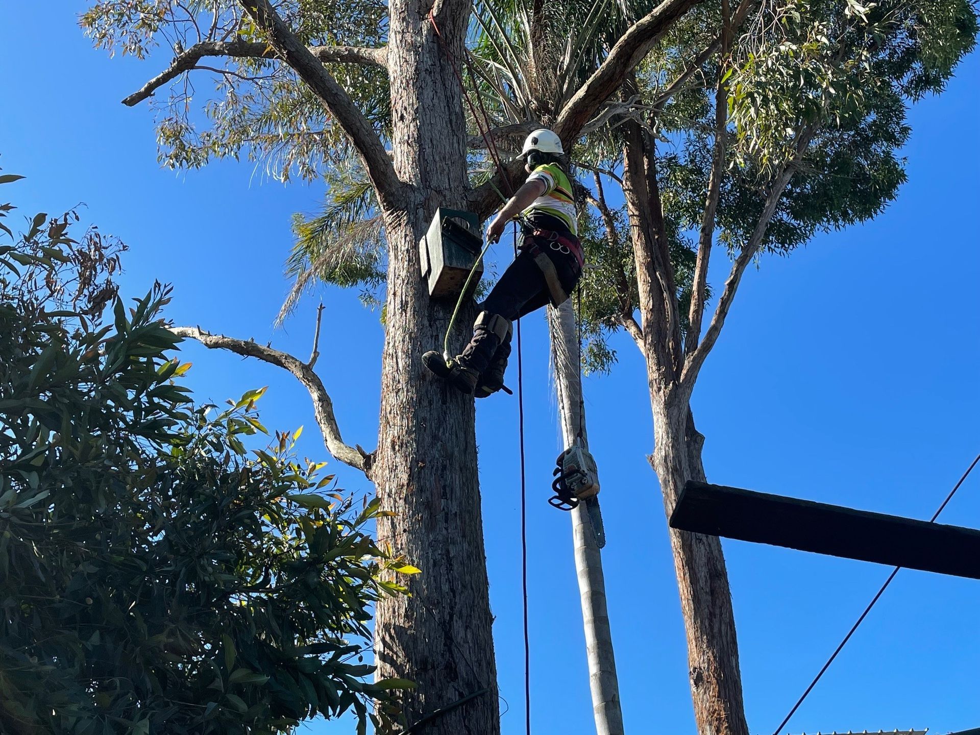 Arborist Parramatta