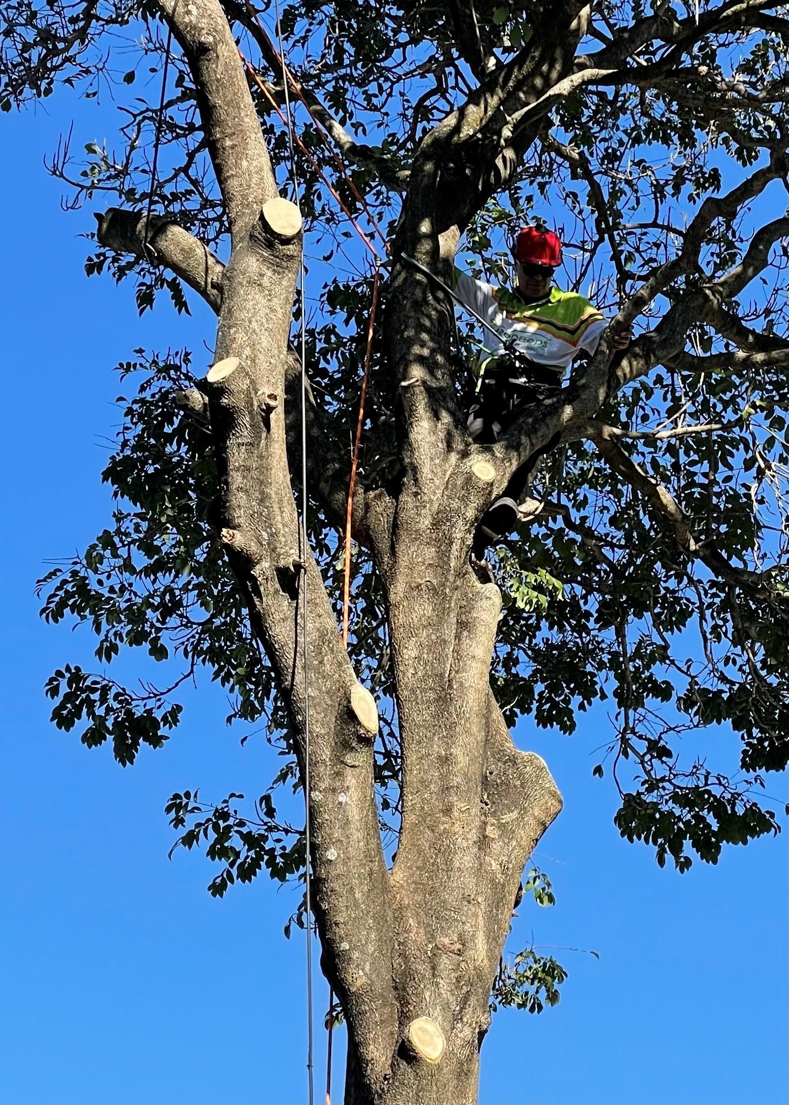 tree loppers casula
