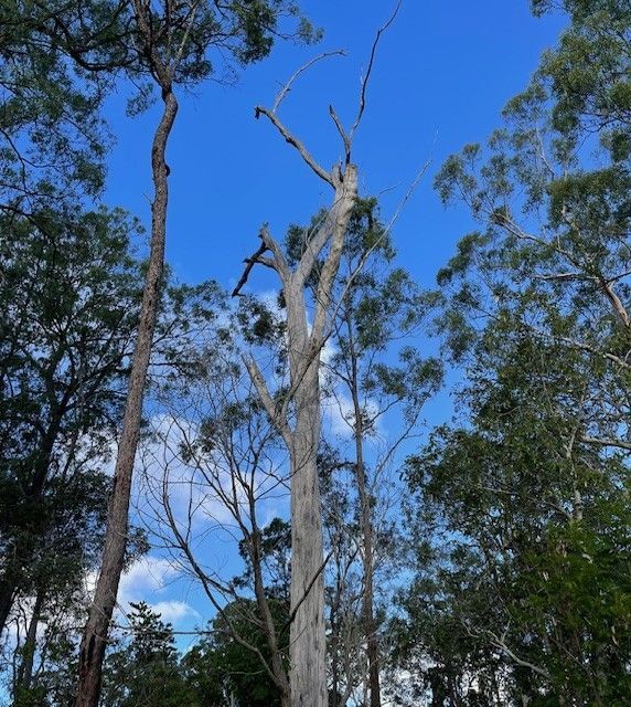 Tree removal fairfield by treepeeps sydney tree removal fairfield