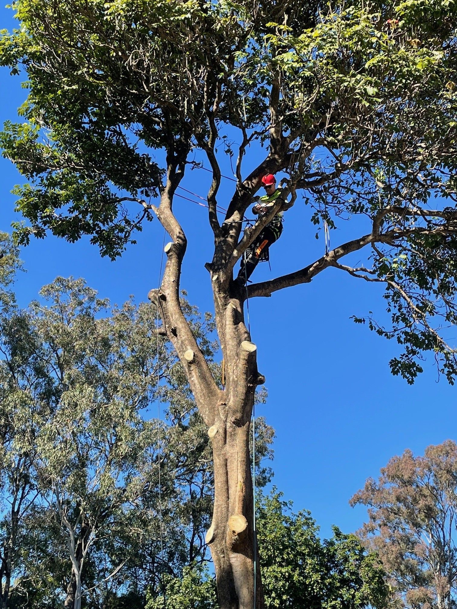 tree removal inner west sydney