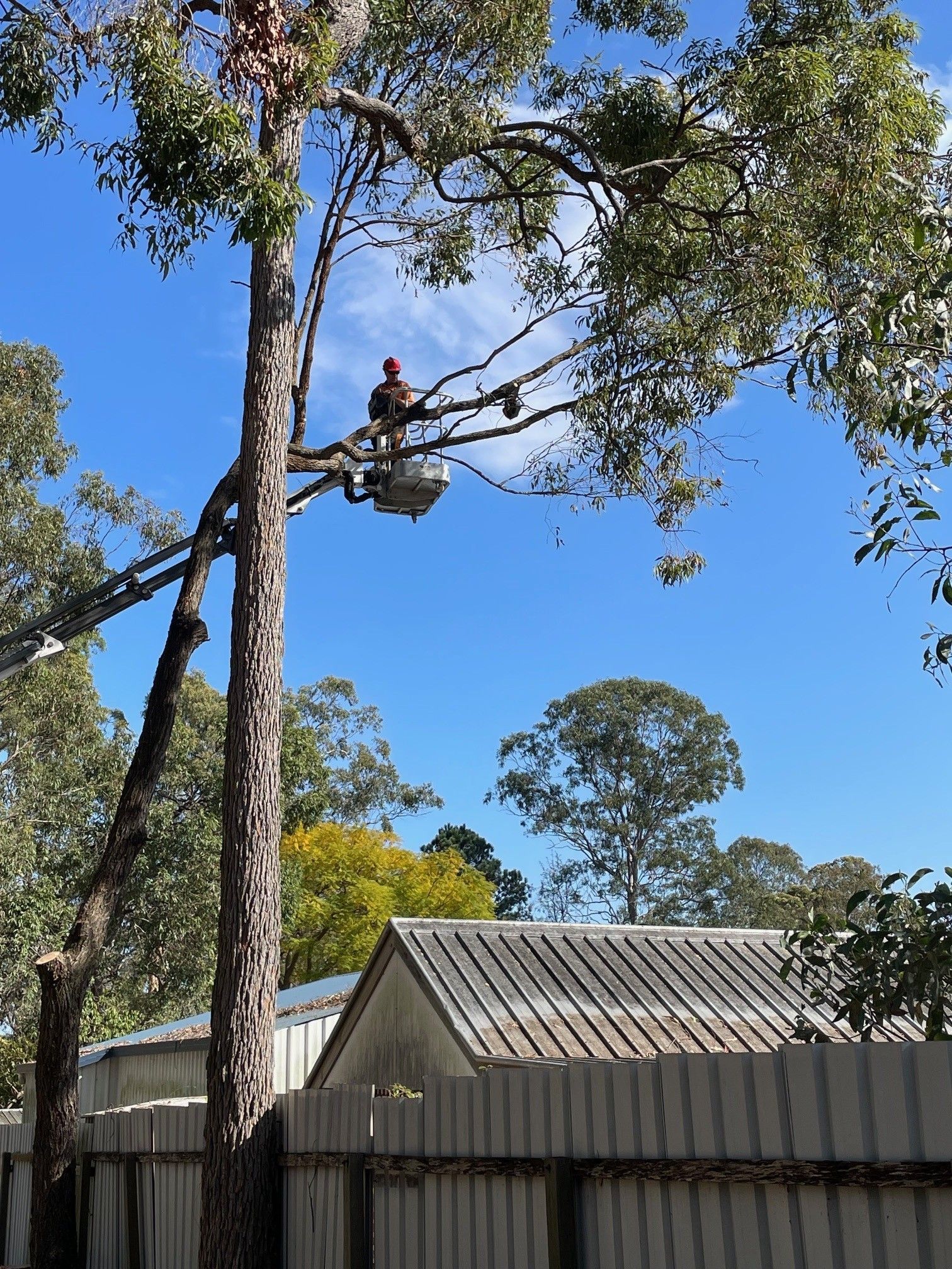 tree removal services parramatta