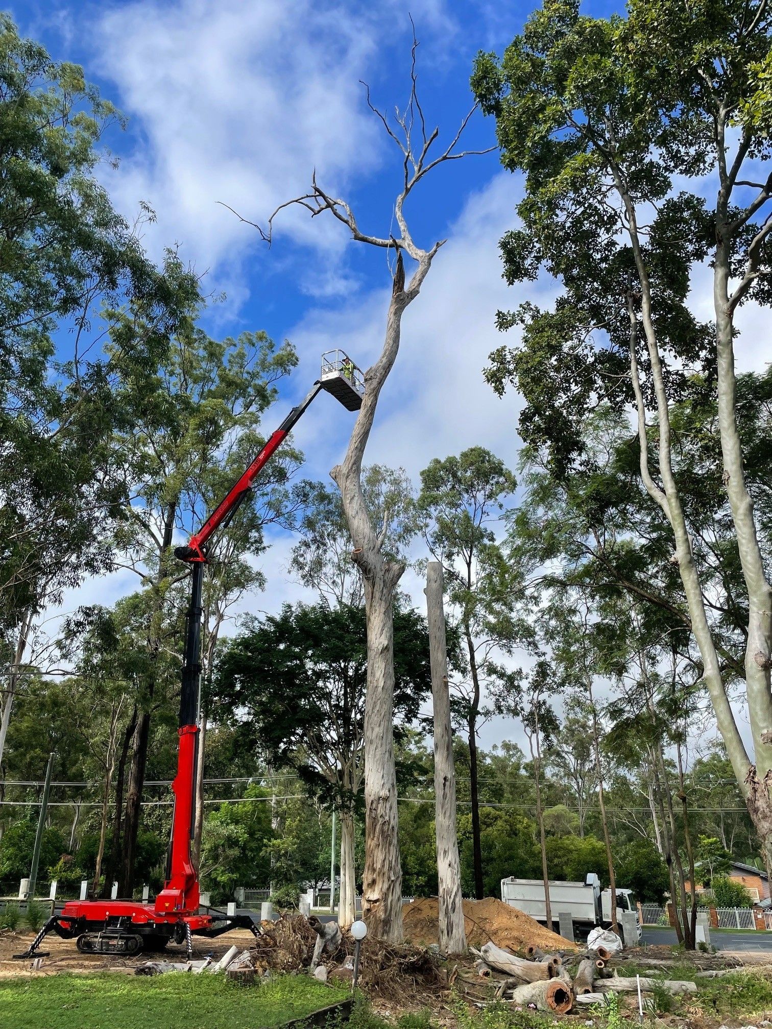 tree removal parramatta