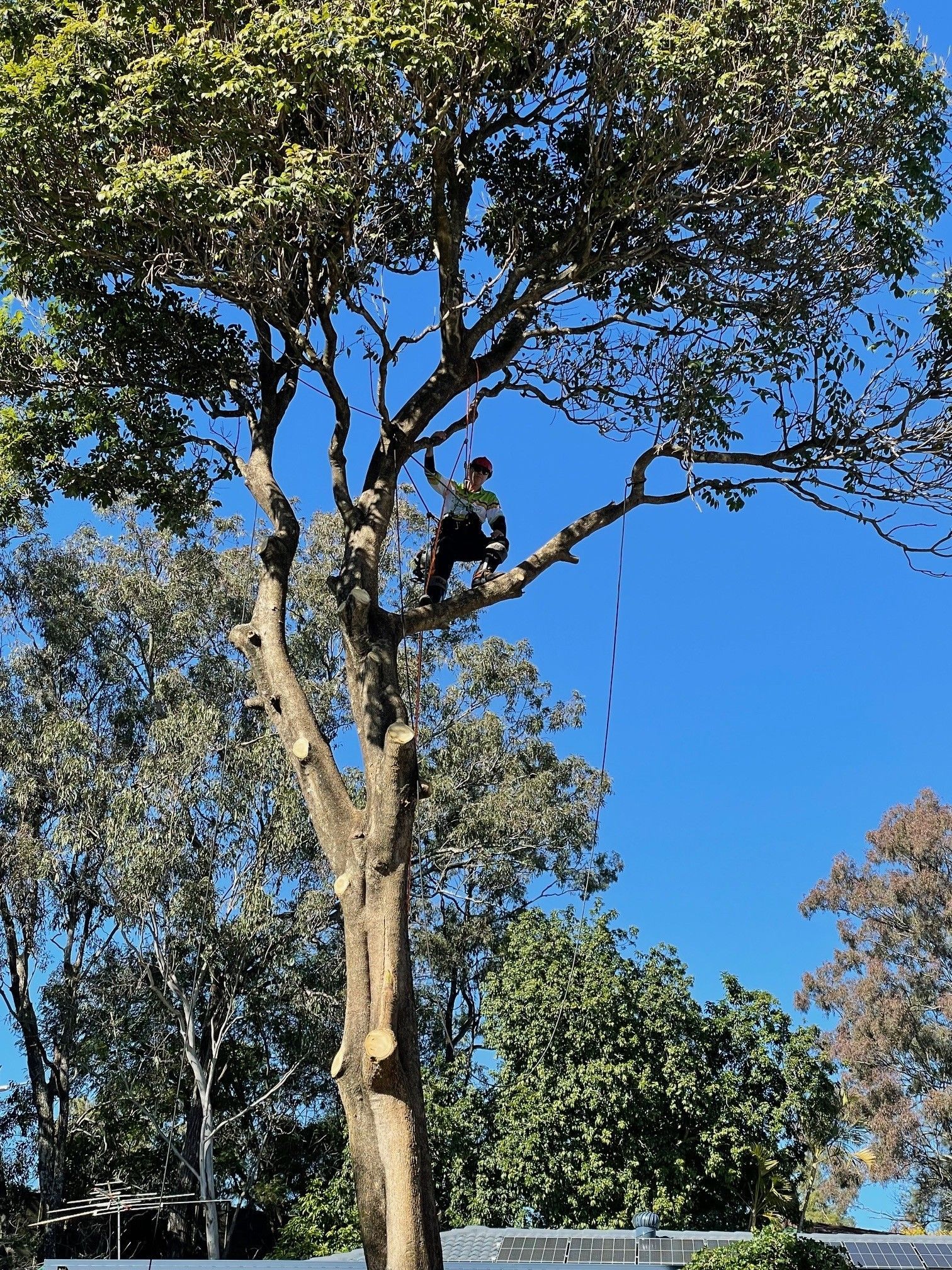 tree removal north shore sydney