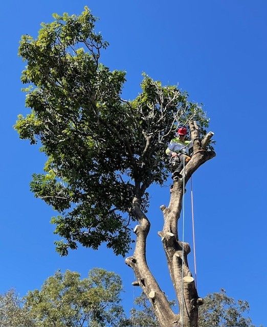 Tree Removal Sydney